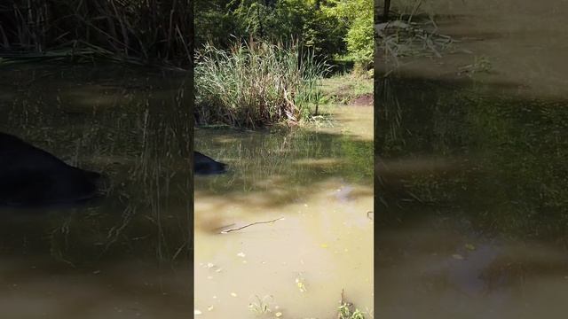 Буйвол в воде, Абхазия сегодня, Гагра сегодня, Отдых на море, Буйвол смотреть онлайн