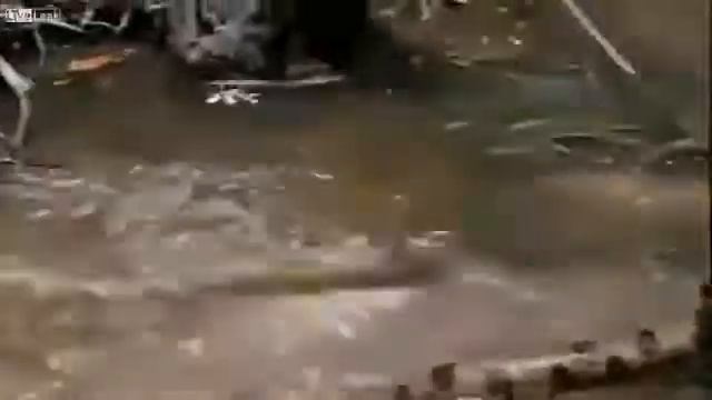 Jaguar And Anaconda Ugly Fight || Viral Video смотреть онлайн