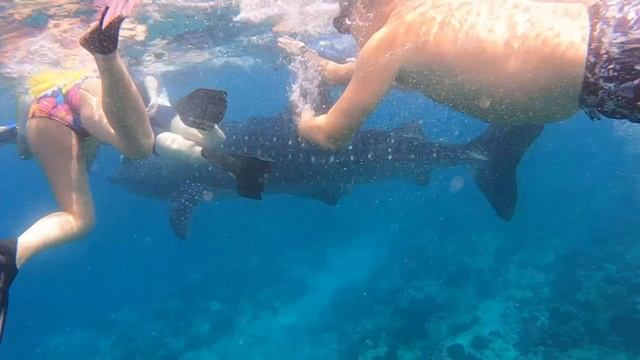 Встреча с китовой акулой. Не страшно 🤩 смотреть онлайн