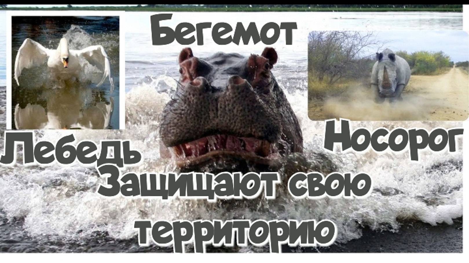 Носорог бегемот и лебедь защищают свою территорию смотреть онлайн