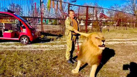 РАСЧЕСАТЬ ВЕНИКОМ ГРИВУ рычащему льву может только Олег Зубков!!!(1) смотреть онлайн