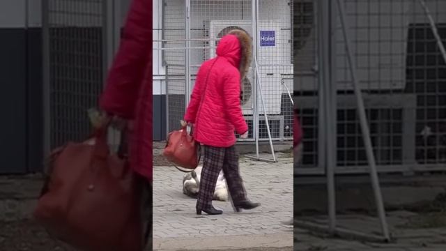 Пёс шокирует прохожих! 😳 Где-то в Ейске. смотреть онлайн