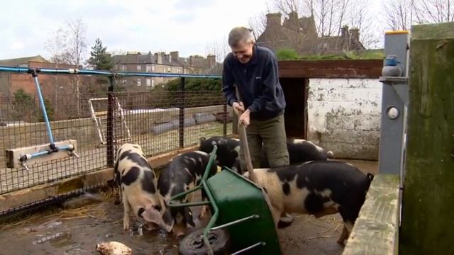Willie Rennie & The Pigs смотреть онлайн
