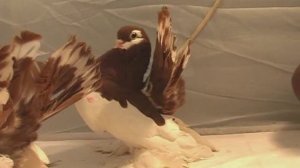 Воронежский Клуб Голубеводов Любителей Статных Голубей -=Грация=-