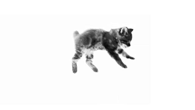 Royal Canin смотреть онлайн