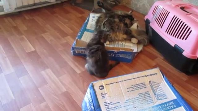 Ёлка Аргун К_