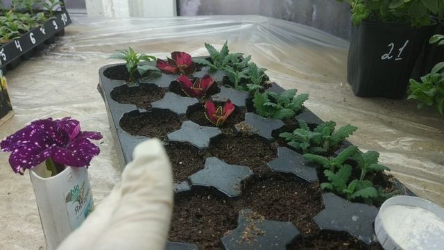 ВАШИ КОЛЕУСЫ СТАНУТ САМЫМИ КРАСИВЫМИ! РАЗМНОЖЕНИЕ!ФОРМИРОВКА!