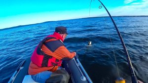 ЖИРНЫЕ СУДАКИ ГНУТ СПИННИНГИ В ДУГУ! Рыбалка на троллинг с лодки