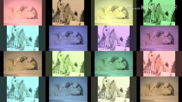 Видео про белых медведей! смотреть онлайн