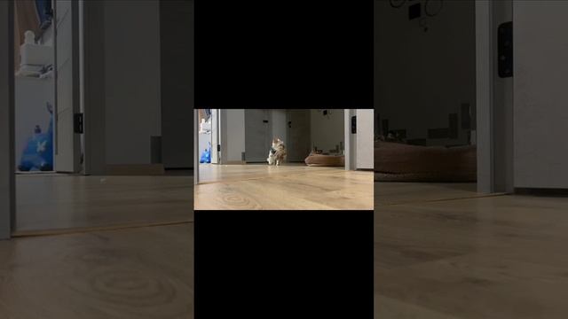Тишка играет смотреть онлайн