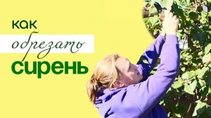 Обрезка и формирование СИРЕНИ