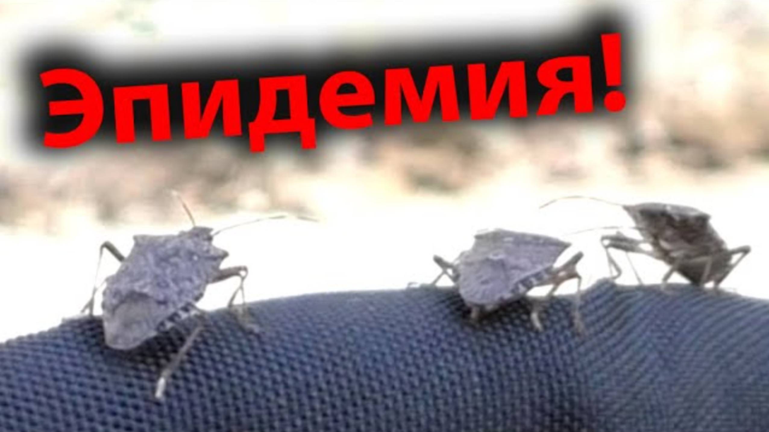 Нашествие клопов в Сочи! смотреть онлайн