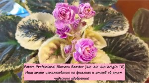 Peters Professional Blossom Booster (10-30-20+2MgO+TE). Наш опыт использования на фиалках и отзыв!