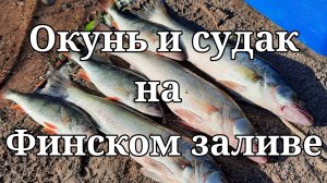 Окунь и судак на Финском заливе.