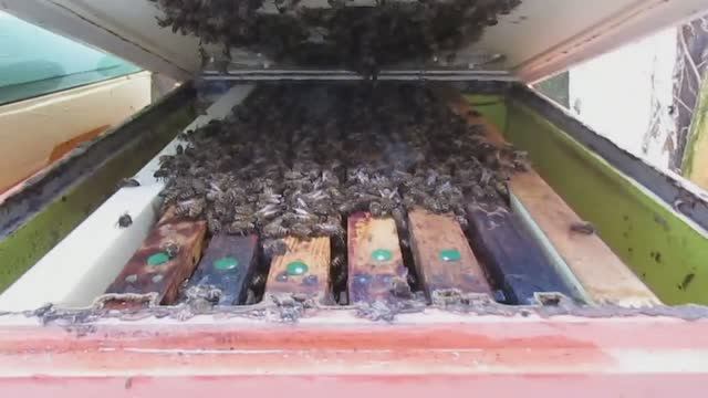 как зимует на воле рой пчел, вылетевший в июне из семьи пчел с ячейкой 4,9 мм 15.01.2025 смотреть онлайн