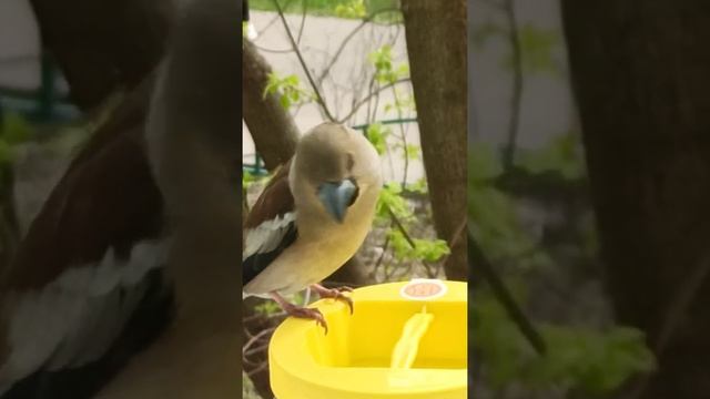 Дубонос ( не был ни в какой Таити) смотреть онлайн