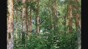 Ах лето,лето!