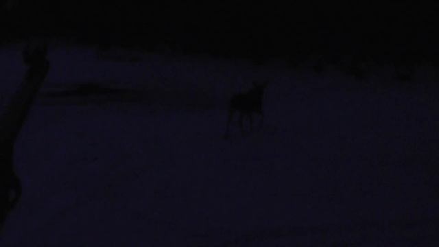 Выход второго лося смотреть онлайн