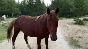 Кони или лошади?