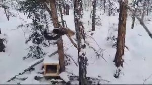 КП-140 популярный капкан на соболя в Якутии и Сибири