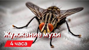 Звуки для соседей - 4 часа жужжание мухи