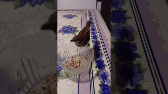 Арчик драчун (06.01.2023)