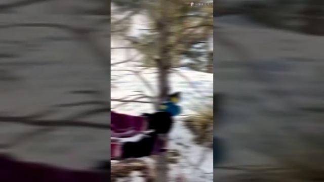 🔥🌳 Unleash the Power: Saker Mini Chainsaw Test & Review 🛠️ | Lightweight 🌬️ Compact 🎒#Shorts смотреть онлайн