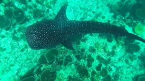 Морские животные - очень красивое видео!