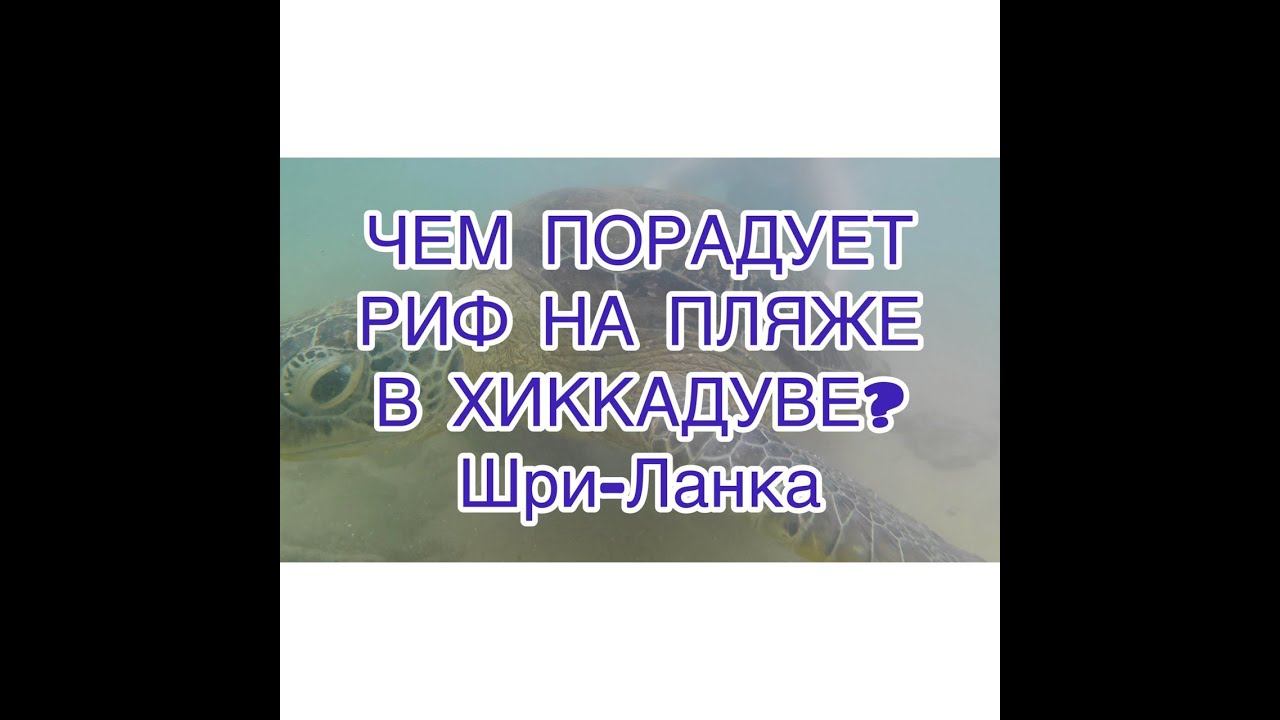 Что можно увидеть на рифе в Хиккадуве? Шри-Ланка. смотреть онлайн