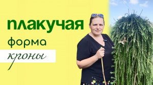 ПЛАКУЧИЕ ФОРМЫ кроны – лепим что хотим