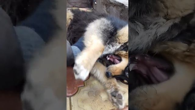 Найда бездомная собака, мы ее навестили смотреть онлайн