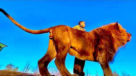 Таня,ЭТО ЛЬВЫ в двух метрах от тебя! Это то, чего нет нигде в Мире! смотреть онлайн