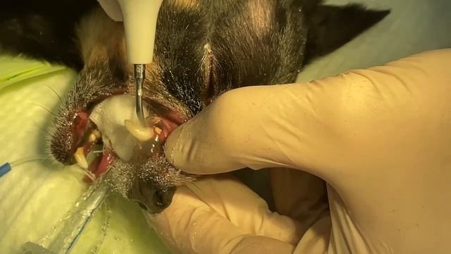 Ультразвуковая чистка зубов у кошек и собак смотреть онлайн