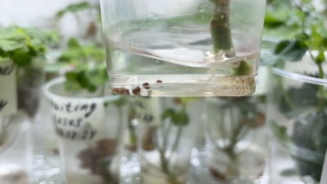 УКОРЕНЕНИЕ ПЕЛАРГОНИИ В ВОДЕ. ЧАСТЬ 2 - КАКОЙ РАСТВОР И СКОЛЬКО ВОДЫ, РЕЗУЛЬТАТЫ ПО МНОГИМ СОРТАМ смотреть онлайн