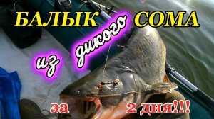 ВКУСНЕЙШИЙ БАЛЫК ИЗ ДИКОГО!!! СОМА.