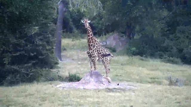 LION STALKS GIRAFFE | Ranger Insights смотреть онлайн