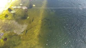 Пруд на даче, форель растет. 11 июля 2024