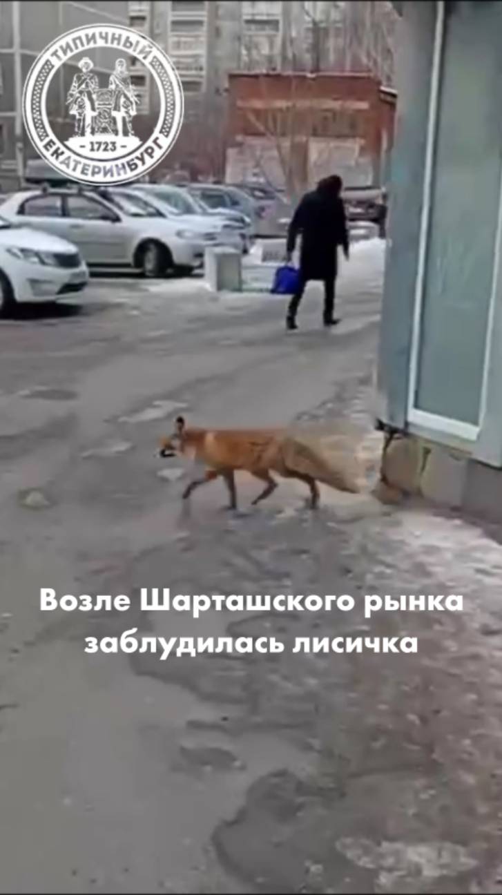 Как помочь бедной лисичке? смотреть онлайн