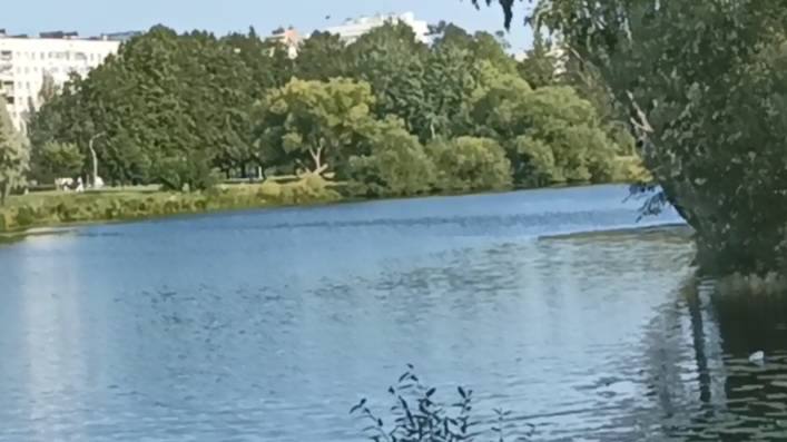 Муринский ручей 1