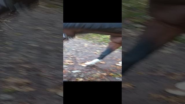 Овердрафт... тракенен прогулка в парке 20210903_183213 смотреть онлайн