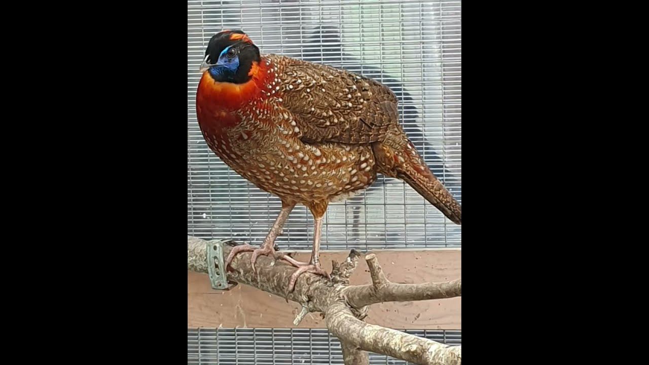 Фазаны Трагопан Темминка,Tragopan Termination.