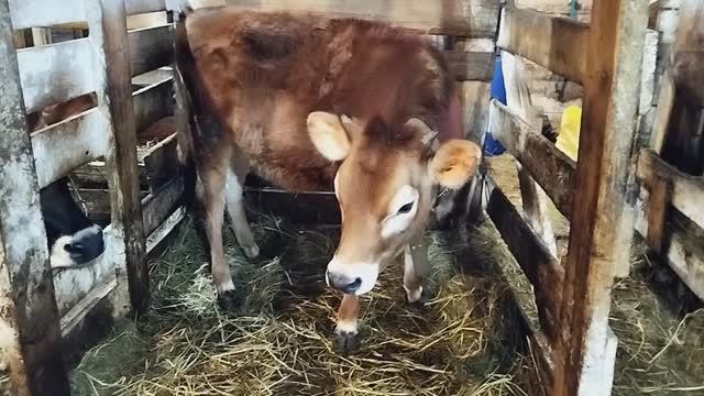 ТЕЛОЧКА ПРИШЛА В ОХОТУ КОРОВКА ГОТОВИТСЯ К ОТЕЛУ А Я ВАРЮ БОРЩ смотреть онлайн