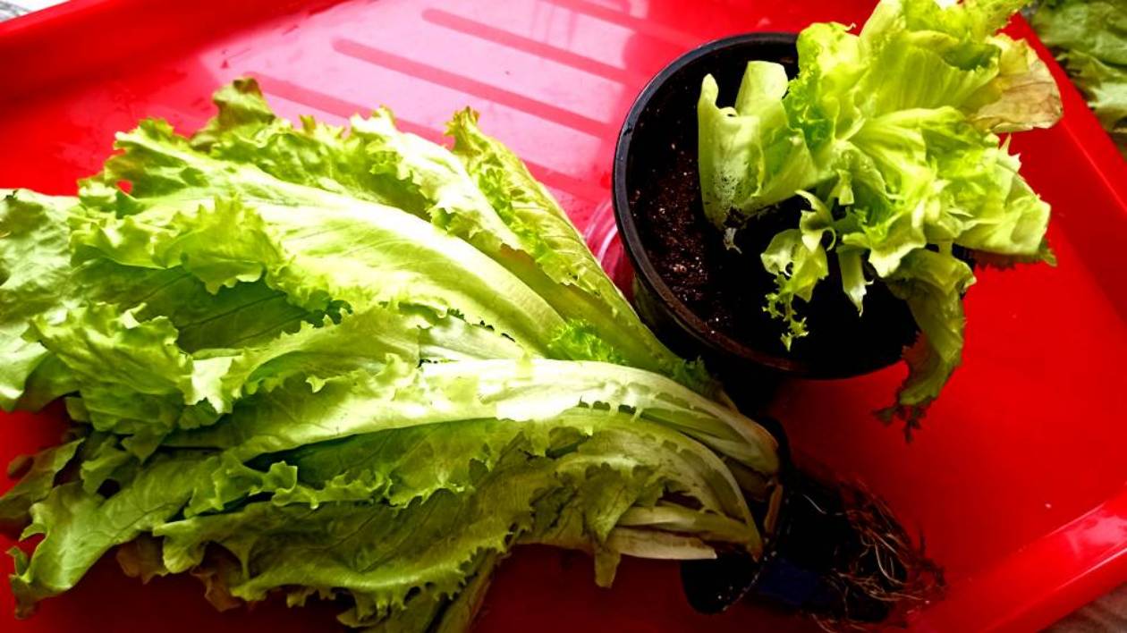 Выращиваю легко и просто Салат Листовой дома Зимой на подоконнике. Салат листовой в горшочке смотреть онлайн