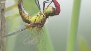 .....Факты про СТРЕКОЗУ, которые вас удивят. Как стрекоза ест мух и шершней.....
