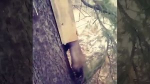 Куница в ящичной ловушке СУАС