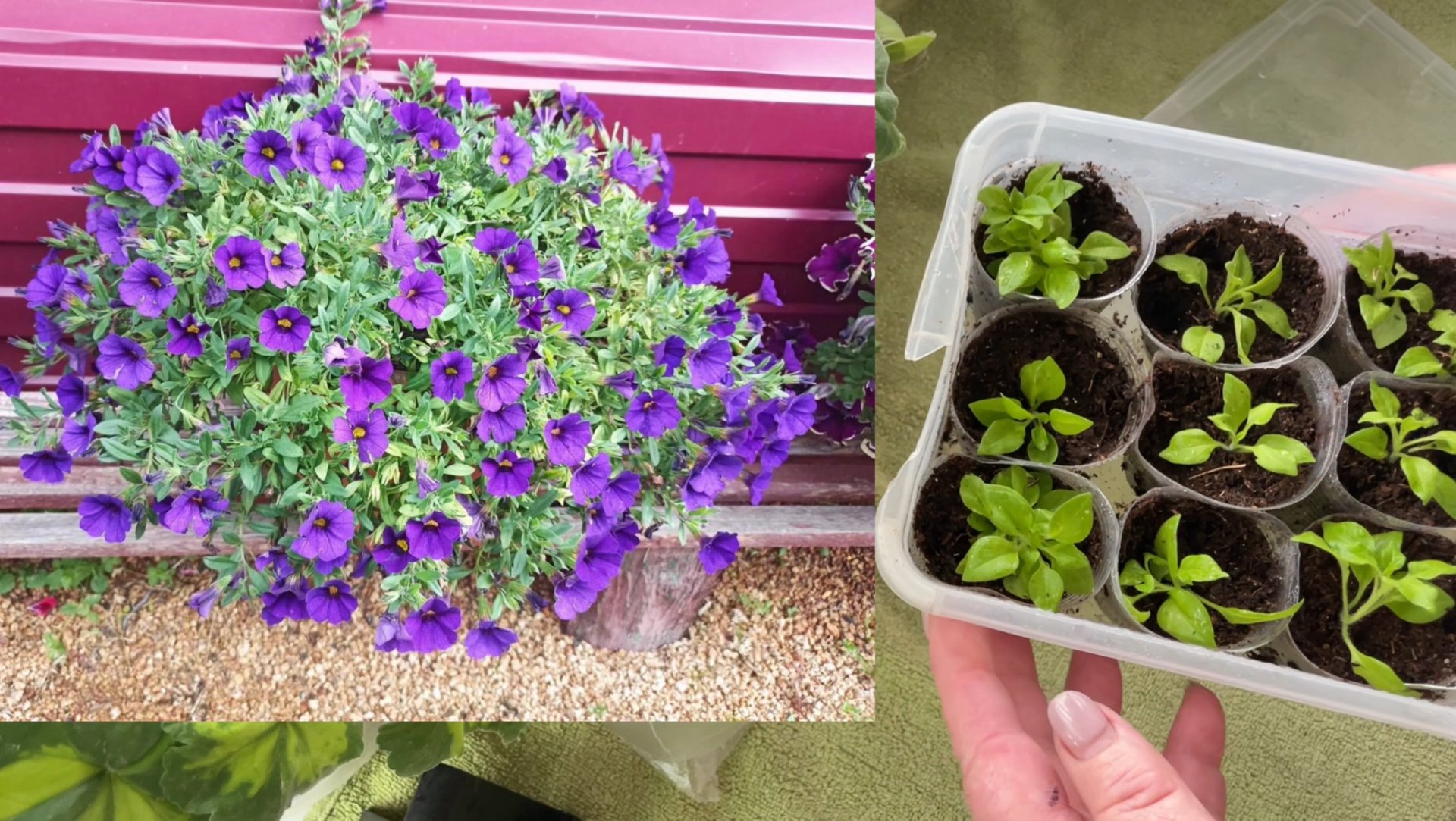 🏡 Vlog из светёлки. Черенкую всё подряд, сохраняю маточные растения. Занесли стеллаж. смотреть онлайн