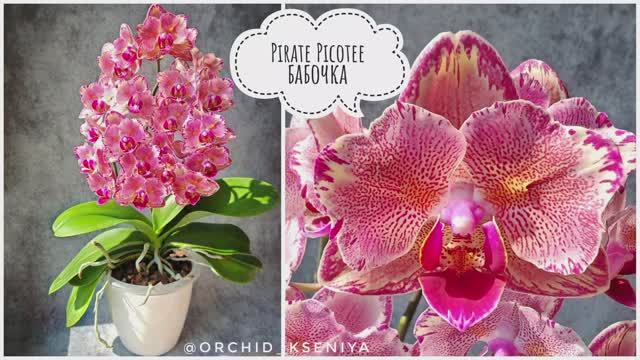 Phal. Pirate Picotee 🦋 Шикарная орхидея Пират Пикоти бабочка в домашнем цветении 🌸 Обзор сорта смотреть онлайн
