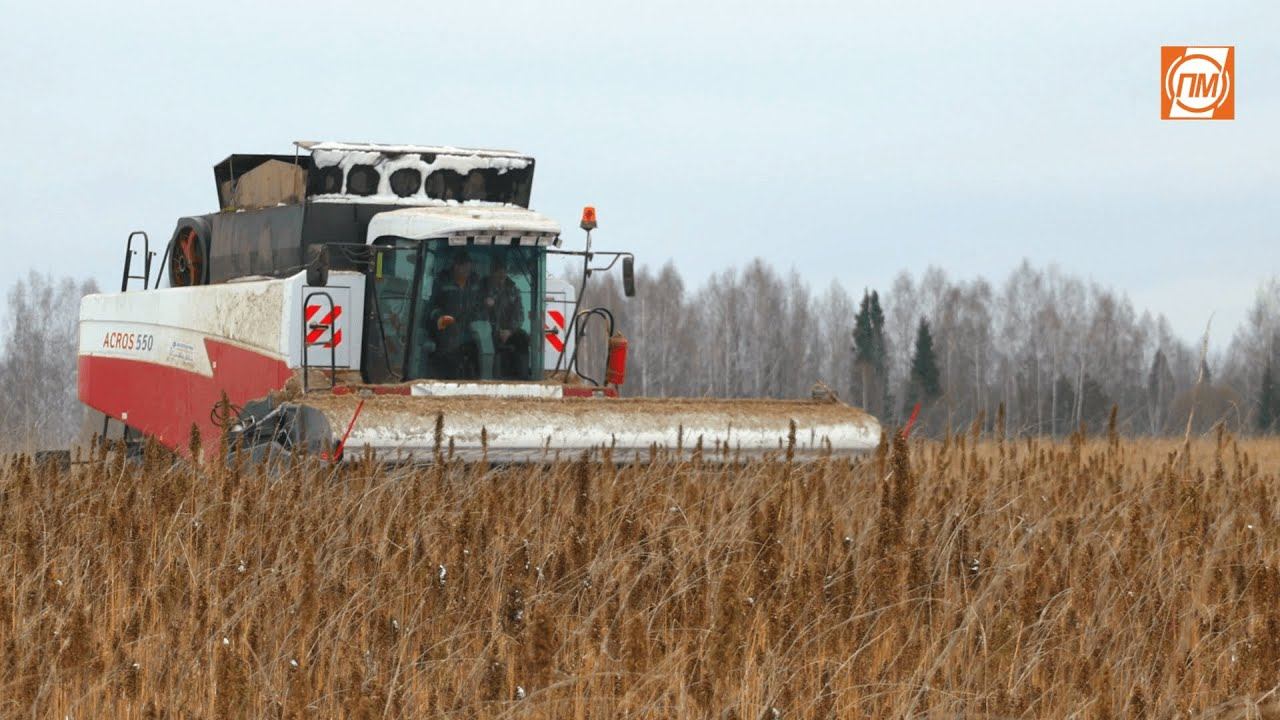 Жатка ОЗОН ПАО "ПЕНЗМАШ" Уборка конопли, Удмуртия 2023 смотреть онлайн