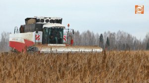 Жатка ОЗОН ПАО "ПЕНЗМАШ" Уборка конопли, Удмуртия 2023