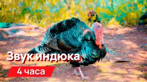 Звуки для соседей - звук индюка 4 часа